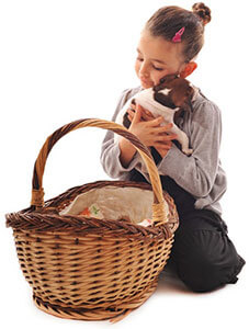 Diamond Puppy Programs